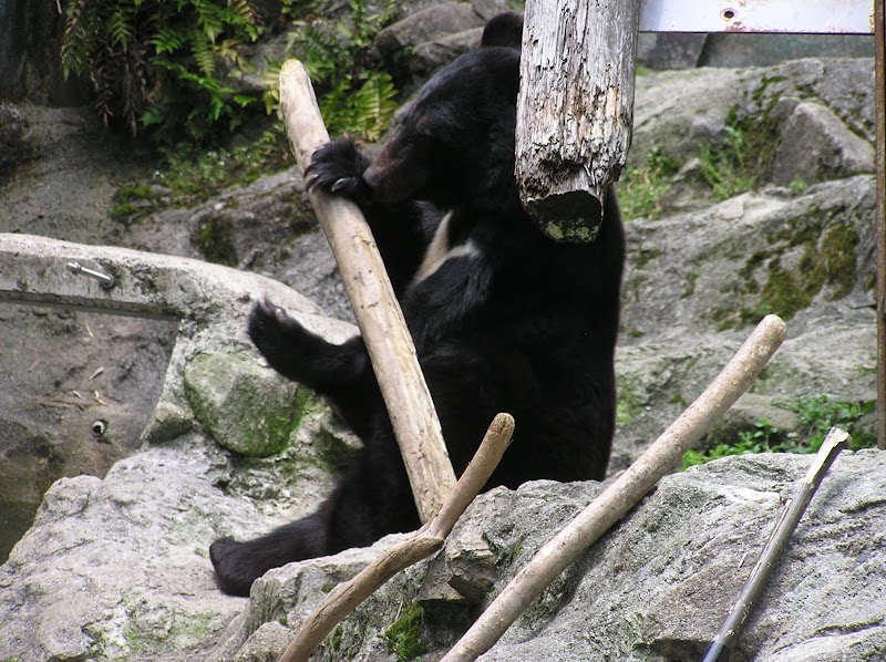 クマ舎 広島県広島市安佐北区あさひが丘 動物園 動物園 グルコミ