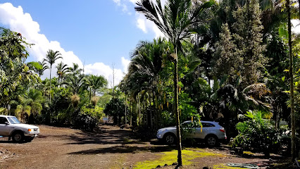 Floribunda Palms & Exotics