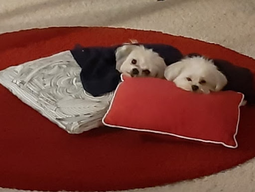 Pet Supply Store «PetSmart», reviews and photos, 8695 Park Meadows Center Dr, Lone Tree, CO 80124, USA