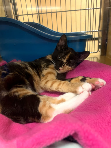 Pet Supply Store «PetSmart», reviews and photos, 4180 US-1, Monmouth Junction, NJ 08852, USA