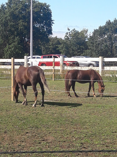 Gallopnyc Lindenwood Queens 1 347 227 8528