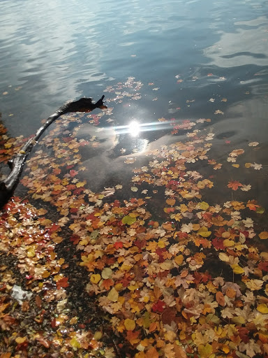 Park «Quiet Cove Riverfront Park», reviews and photos, 1 Clear Water Dr, Poughkeepsie, NY 12601, USA