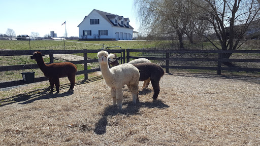 Farm «Painted Sky Alpaca Farm & Fiber Mill», reviews and photos, 95 Knight House Ln, Earleville, MD 21919, USA