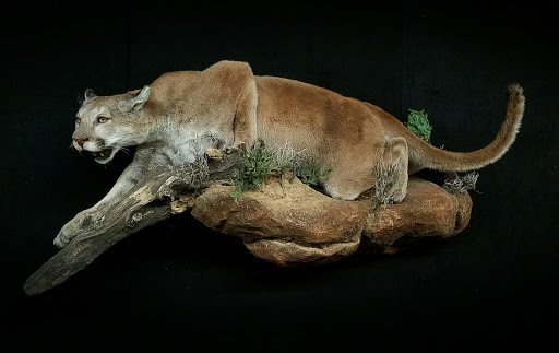 Taxidermist «HighPoint Taxidermy And Outfutters», reviews and photos, 14860 OH-13, Thornville, OH 43076, USA