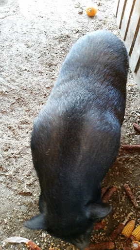 Tourist Attraction «Mitcham Farm», reviews and photos, 797 W Macedonia Church Rd, Oxford, GA 30054, USA