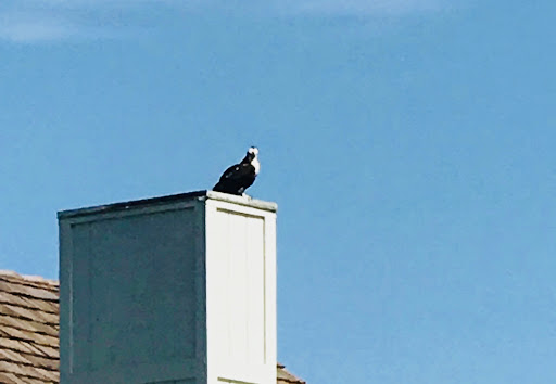 Country Club «Bald Head Island Club», reviews and photos, Salt Meadow Trail, Southport, NC 28461, USA