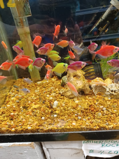 Pet Store «Brooklyn Zoo & Aquarium Pet Store», reviews and photos, 2377 Ralph Ave, Brooklyn, NY 11234, USA