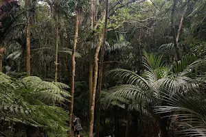 Pukenui Forest Loop Track image