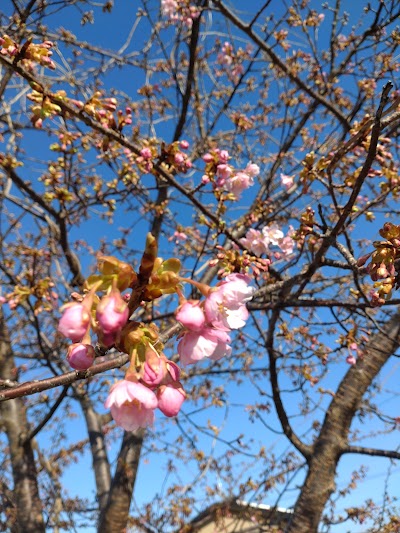 示野中青島公園