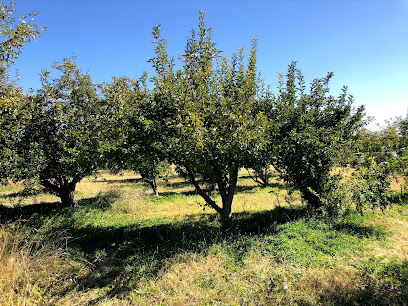 Costanza Orchard - 5 Padilla Rd, Belen, New Mexico - Zaubee