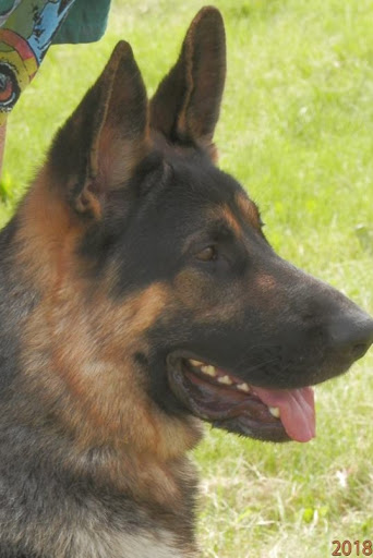 Pet Supply Store «Pet X Supplies & Tack», reviews and photos, 132 W Highland Rd Suite 101, Howell, MI 48843, USA