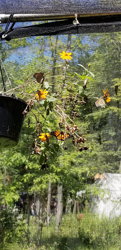 Tourist Attraction «The Great Lakes Medieval Faire», reviews and photos, 3033 OH-534, Rock Creek, OH 44084, USA