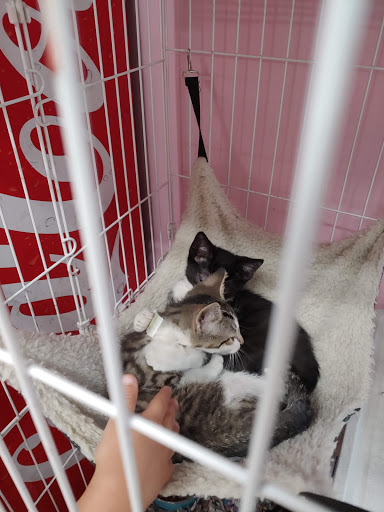 Pet Store «Animal House», reviews and photos, 7869 Hamilton Ave, Cincinnati, OH 45231, USA