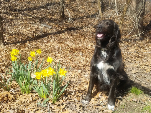 Park «Dorchester Park», reviews and photos, 2180 Dorchester Ave, Dorchester, MA 02124, USA