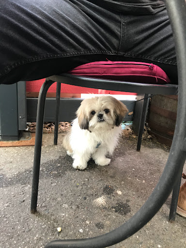 Restaurant «Browndog Treats, Drinks, & Eats», reviews and photos, 120 E Main St, Northville, MI 48167, USA