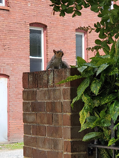 Museum «Hunter House Victorian Museum», reviews and photos, 240 W Freemason St, Norfolk, VA 23510, USA