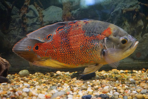 Park «Fancher Davidge Park», reviews and photos, 130 Lake Ave, Middletown, NY 10940, USA