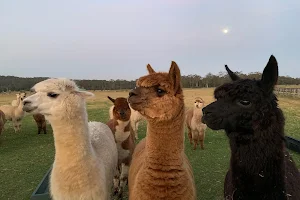 Iris Lodge Alpacas image