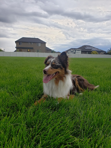 Copper Sky Aussies & Mini American Shepherds