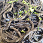 Photo n°3 de l'avis de Ramon.e fait le 14/06/2019 à 13:04 sur le  Pane Vino e San Daniele Rialto à Venice