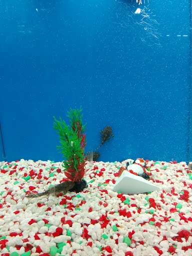 Pet Supply Store «PetSmart», reviews and photos, 976 IL-59, Aurora, IL 60504, USA