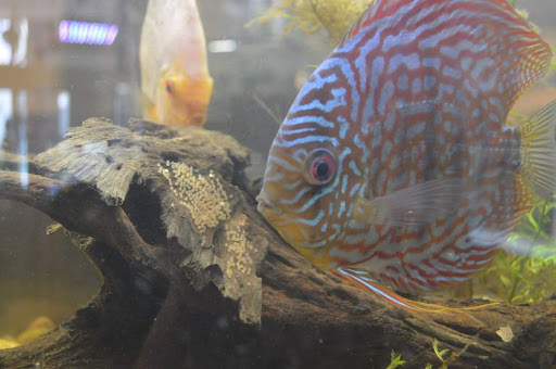Tropical Fish Store «Aquastetics», reviews and photos, 354 E Main St, Fall River, MA 02724, USA
