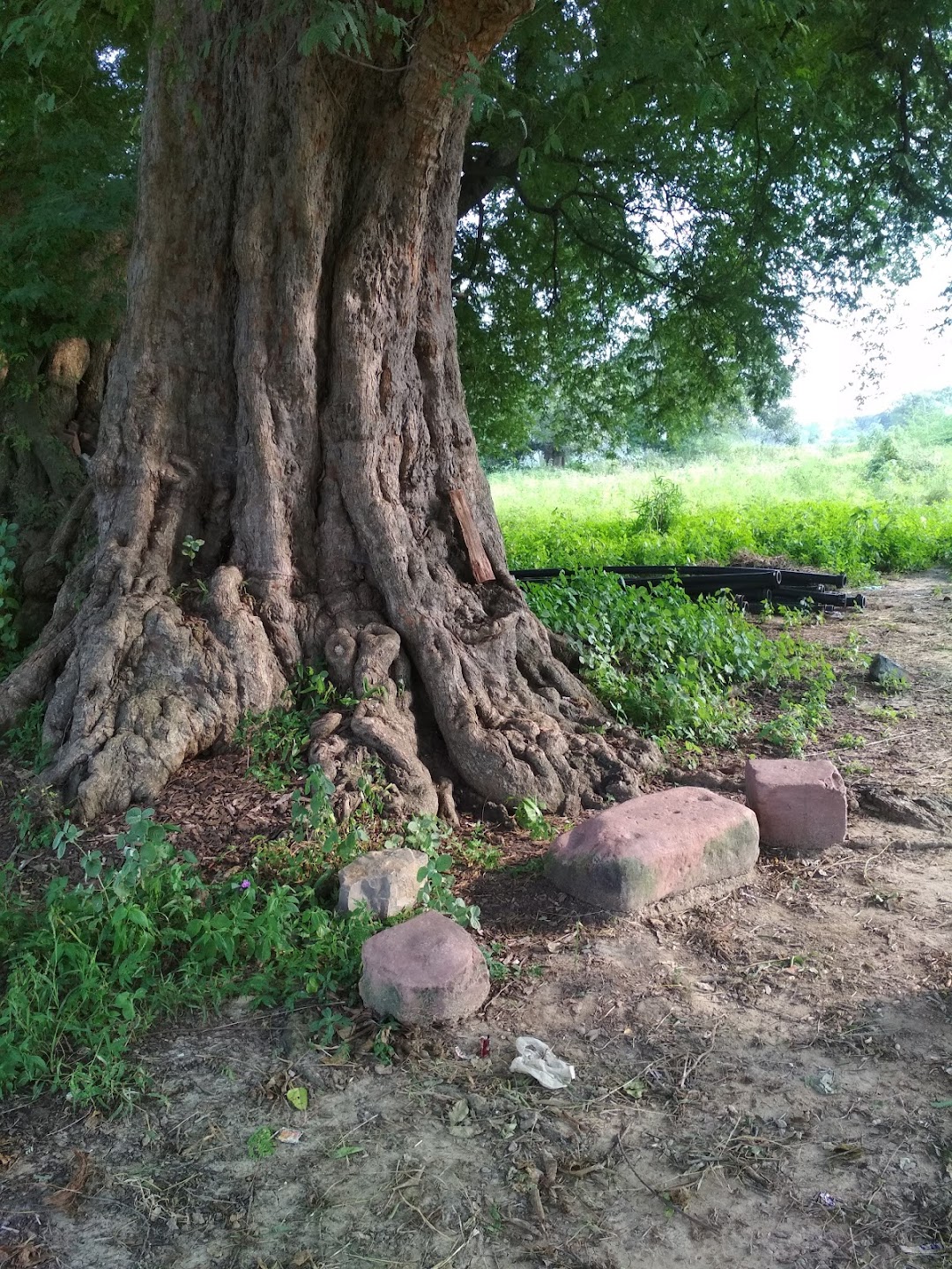 CHANDI DEVI (चंडी देवी)