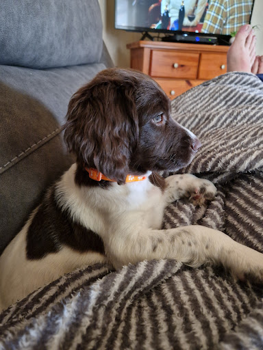 ELKA Boarding Kennels & Grooming Services