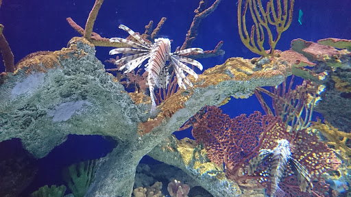 Tourist Attraction «Pemberton Place», reviews and photos, 126 Ivan Allen Jr Blvd NW, Atlanta, GA 30308, USA