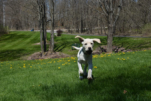 Dog Park «Mt. Airy Dog Park», reviews and photos, 3006 Westwood Northern Blvd, Cincinnati, OH 45211, USA