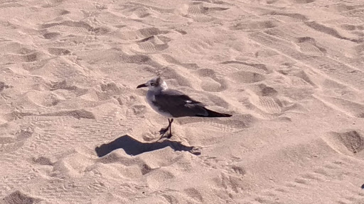 Park «Lummus Park», reviews and photos, Ocean Dr, Miami Beach, FL 33139, USA