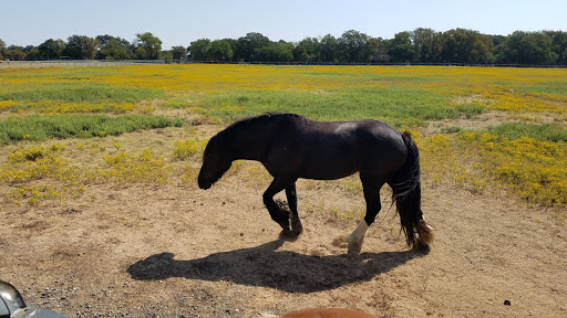 Ranch «Sharkarosa Wildlife Ranch», reviews and photos, 11670 Massey Rd, Pilot Point, TX 76258, USA
