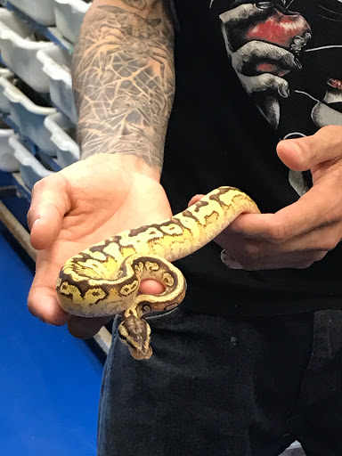 Pet Store «Zoo Creatures Pet Store», reviews and photos, 149 Plaistow Rd, Plaistow, NH 03865, USA