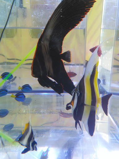 Pet Store «Hooked On Fish And Corals», reviews and photos, 2576 W 84th St, Hialeah, FL 33016, USA