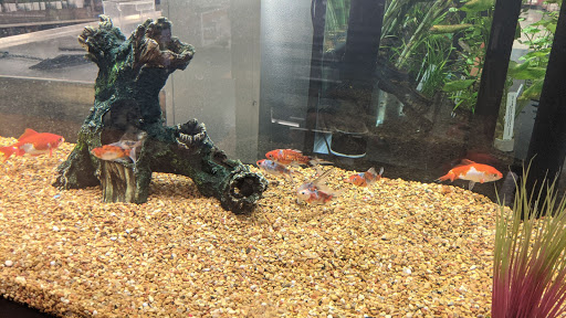 Pet Supply Store «Petco Animal Supplies», reviews and photos, 11639 S Pkwy Plaza Dr, South Jordan, UT 84095, USA