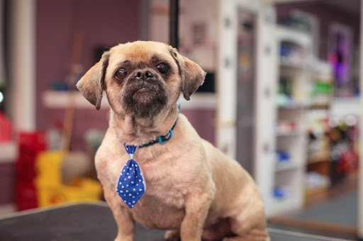 Pet Groomer «Pet-icure Pet Grooming & Supplies», reviews and photos, 89 Main St, Pepperell, MA 01463, USA