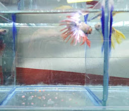 Acuario MUNDO PEZ photo