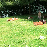 Photo n°1 de l'avis de Corneliu.i fait le 26/07/2020 à 18:45 sur le  Agriturismo Al Tabià à Auronzo di Cadore