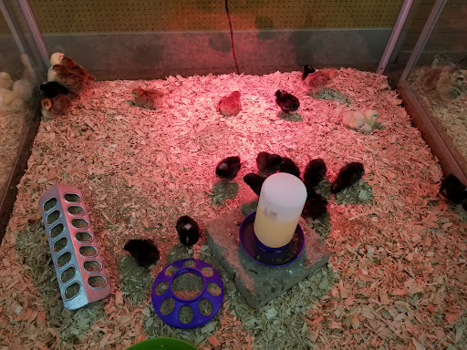 Pet Supply Store «Kahoots Feed & Pet Store», reviews and photos, 10360 Mason Ave, Chatsworth, CA 91311, USA