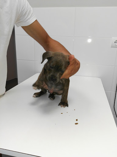 Clínica Veterinaria 