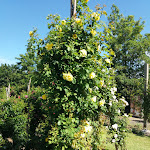 Photo n°4 de l'avis de Rosel.l fait le 21/06/2020 à 15:59 sur le  Restaurant & Waldcafé Am Kunstteich à Sangerhausen OT Wettelrode