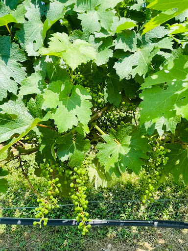 Winery «Sugarloaf Mountain Vineyard», reviews and photos, 18125 Comus Rd, Dickerson, MD 20842, USA