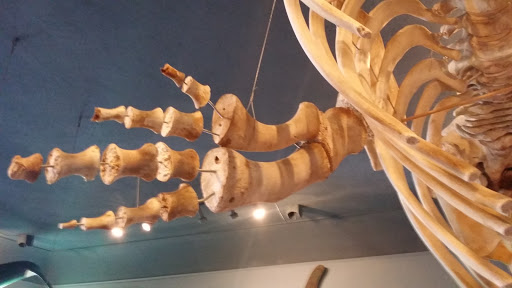 Museum «The Whale Museum», reviews and photos, 62 1st St, Friday Harbor, WA 98250, USA