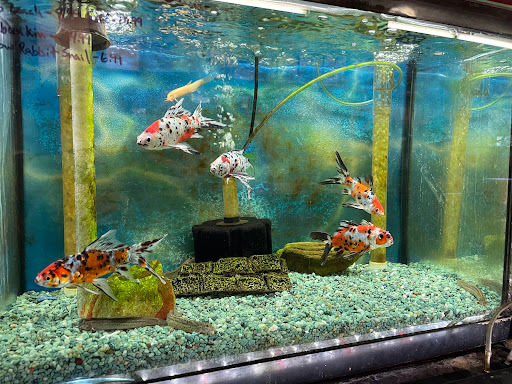 Tropical Fish Store «Superway Aquarium», reviews and photos, 177 Tennyson Rd, Hayward, CA 94544, USA