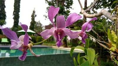 Photos of Y Resort
