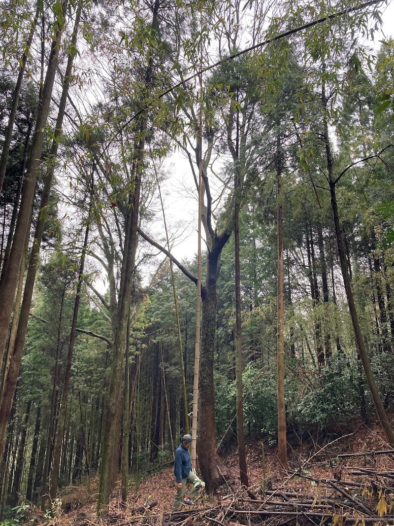妙音山自然公園 大けやき 大いちょうの樹