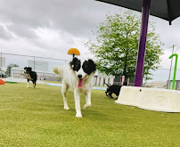 Creature Comforts Pet Resort - Photo 3 - Car repair in Longview, TX, Longview