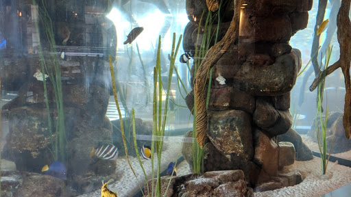 Pet Supply Store «Sea Creatures Saltwater Fish», reviews and photos, 11335 Montwood Dr, El Paso, TX 79936, USA