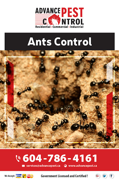 Abbotsford - Pest Control