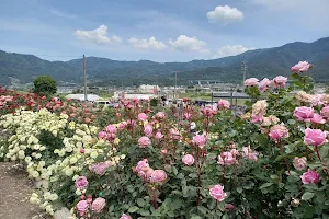 Sakaki Chikuma River Roses Park image
